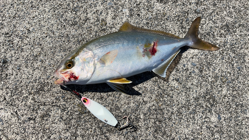 ショゴの釣果