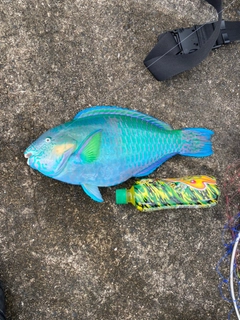ブダイの釣果