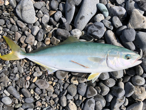 イナダの釣果