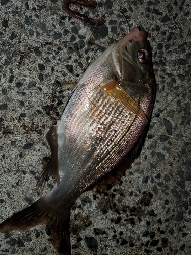 ウミタナゴの釣果