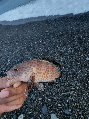 オオモンハタの釣果