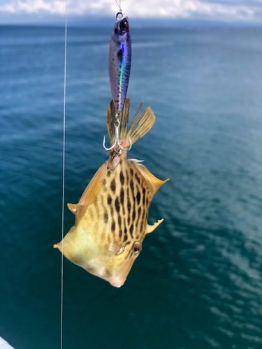 カワハギの釣果