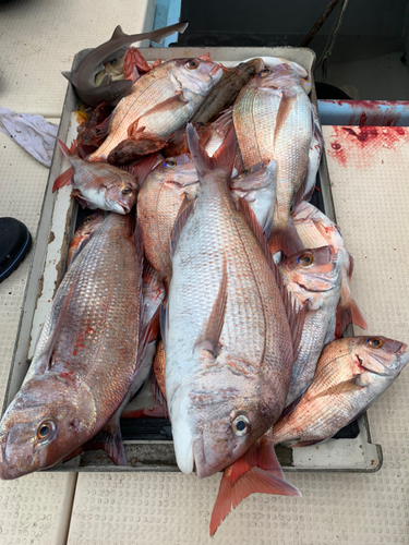 マダイの釣果