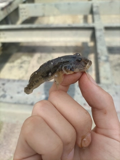 マハゼの釣果