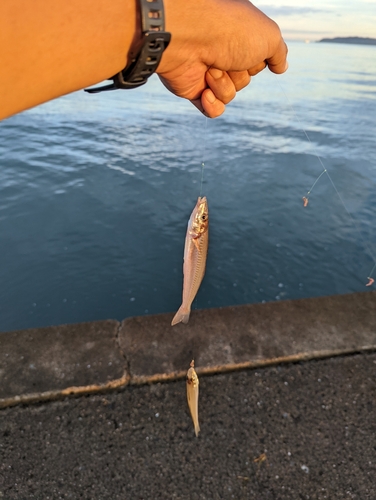 キスの釣果