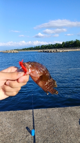 キジハタの釣果