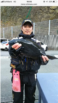 クチブトグレの釣果