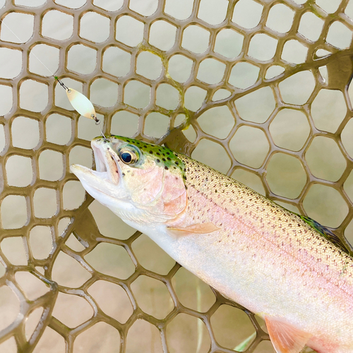 ニジマスの釣果