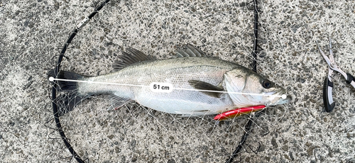 シーバスの釣果