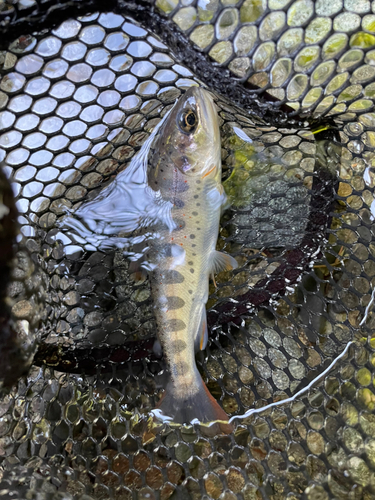 アマゴの釣果