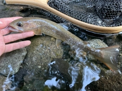 イワナの釣果