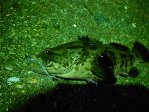 チャイロマルハタの釣果