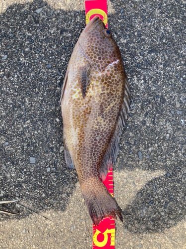 オオモンハタの釣果