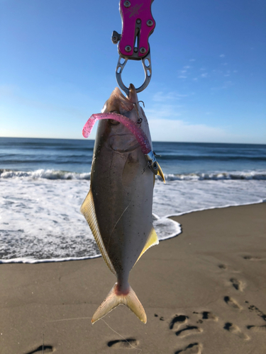 ネリゴの釣果