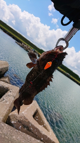 ムラソイの釣果