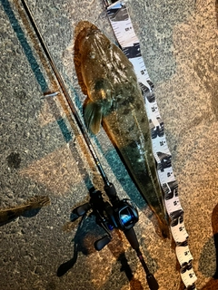 マゴチの釣果