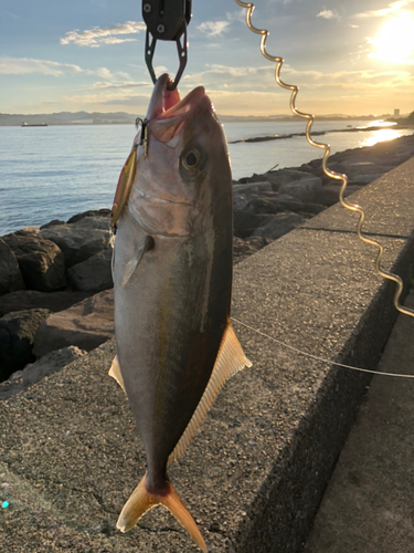 ショゴの釣果