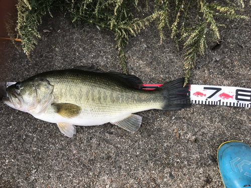 ブラックバスの釣果