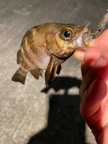 メバルの釣果