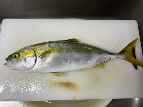 ツバスの釣果