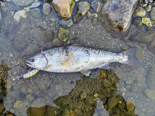 ヤマメの釣果