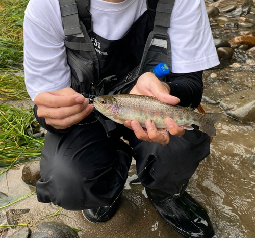 ニジマスの釣果