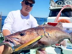 アラの釣果