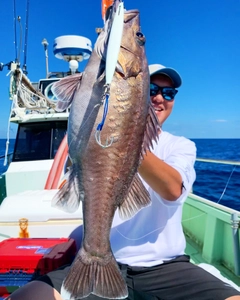 アラの釣果