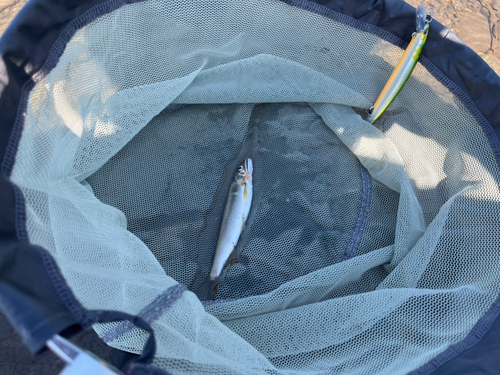 アユの釣果