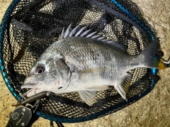 キビレの釣果