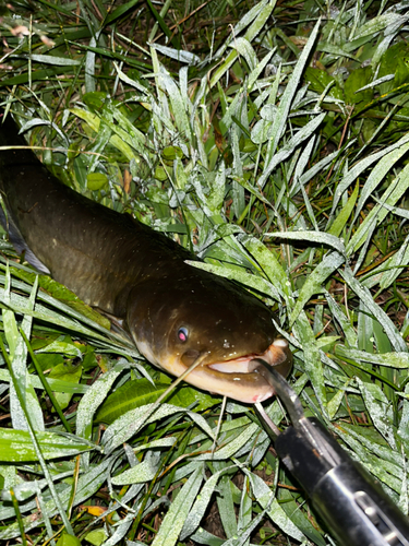 ナマズの釣果