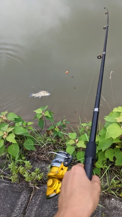 コイの釣果