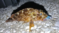 ガシラの釣果