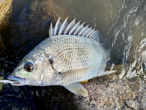 キビレの釣果