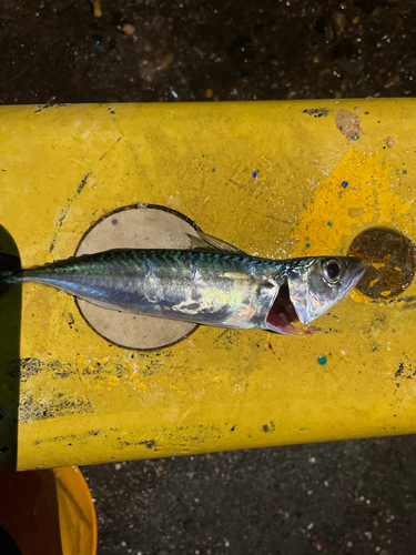 サバの釣果