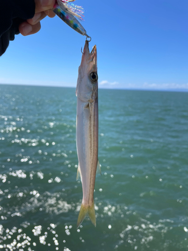 カマスの釣果