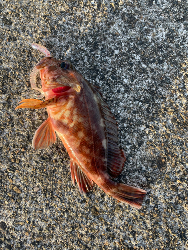 カサゴの釣果