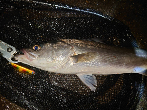 スズキの釣果