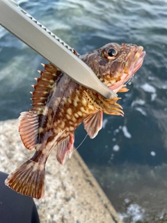 カサゴの釣果