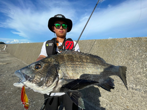 チヌの釣果