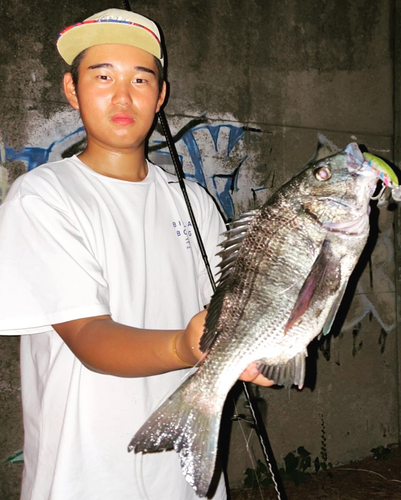 チヌの釣果