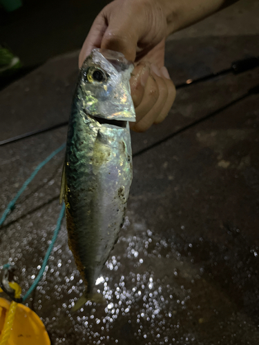 サバの釣果