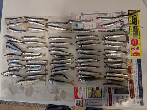 カマスの釣果