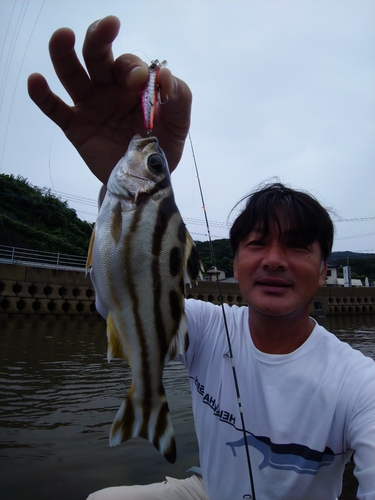 コトヒキの釣果