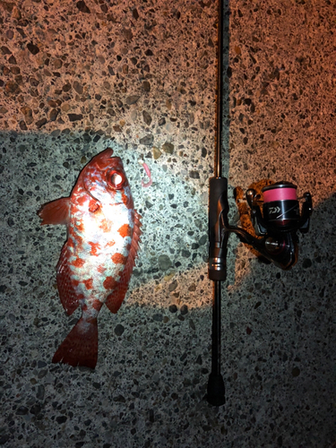 ゴマヒレキントキの釣果