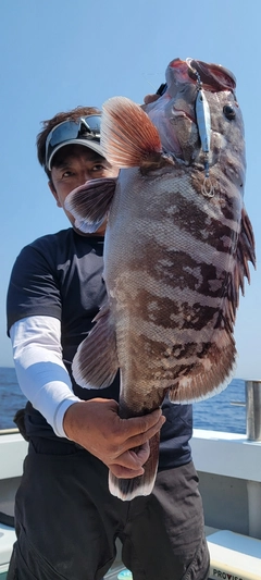 マハタの釣果