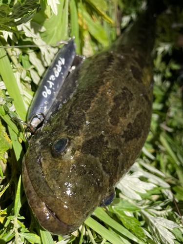 ライギョの釣果