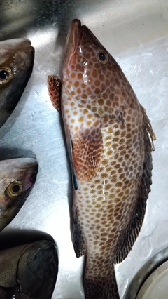 オオモンハタの釣果