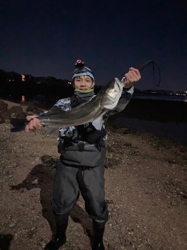 マルスズキの釣果