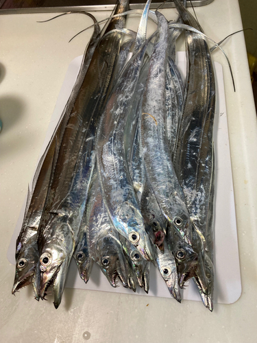 タチウオの釣果